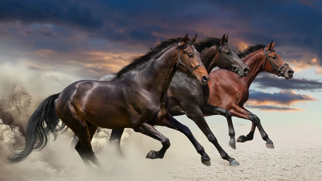 Bay Horses Desert Storm