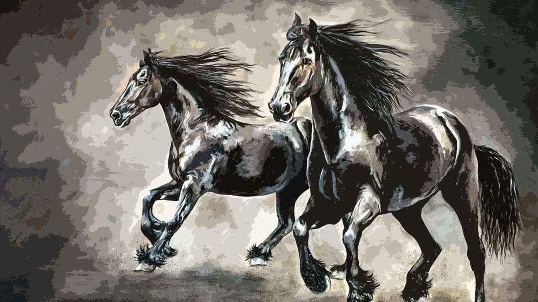 Black Stallions Galloping
