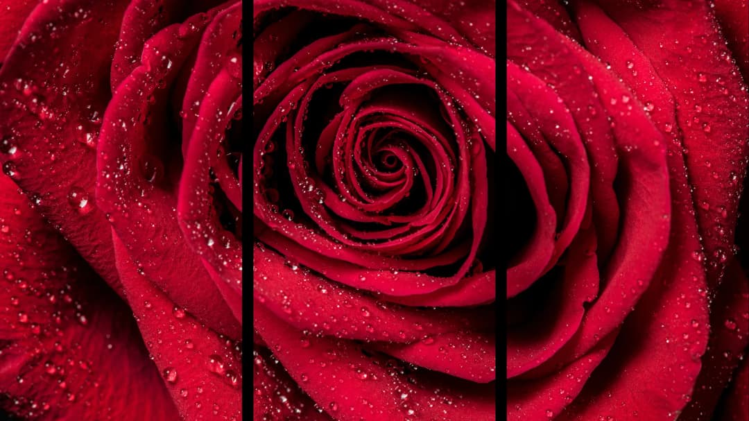 Dewy Red Rose – 3 Panels