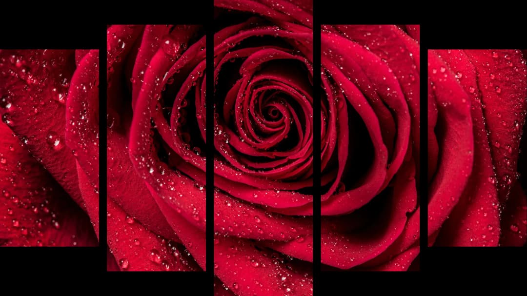 Dewy Red Rose – 5 Panels Hierarchy