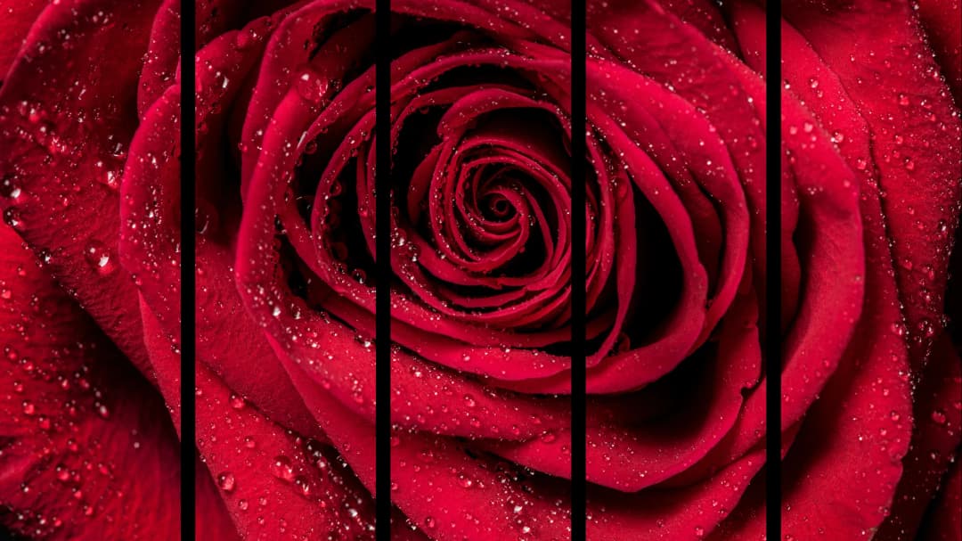 Dewy Red Rose – 5 Panels Straight