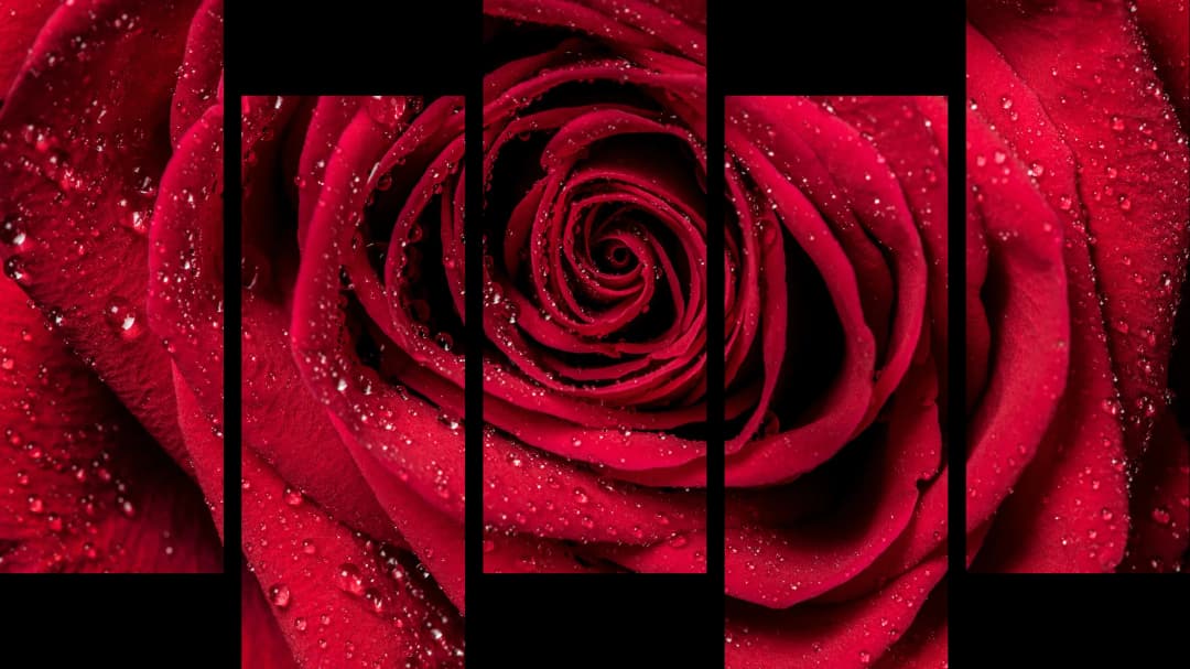 Dewy Red Rose – 5 Panels Up & Down