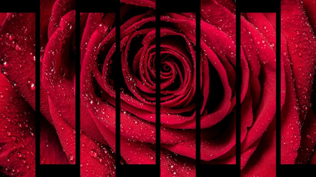 Dewy Red Rose – 8 Panels Up & Down