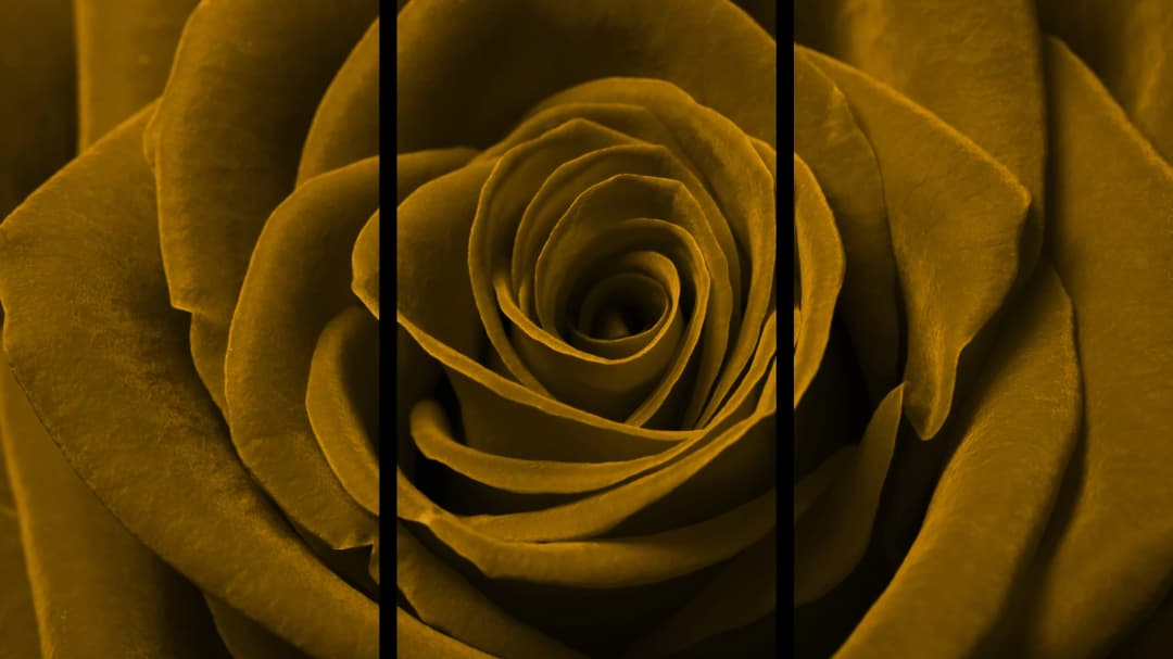 Gold Rose Macro – 3 Panels