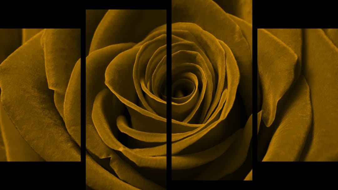 Gold Rose Macro – 4 Panels