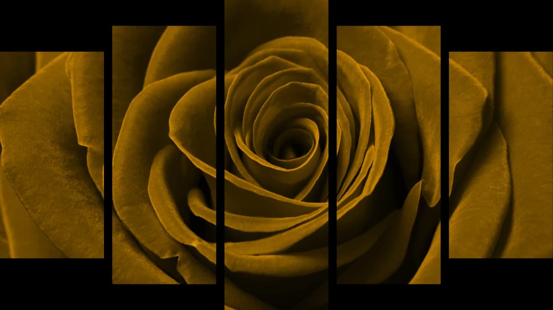 Gold Rose Macro – 5 Panels Hierarchy