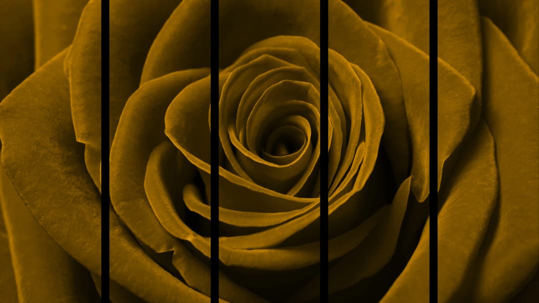 Gold Rose Macro – 5 Panels Straight