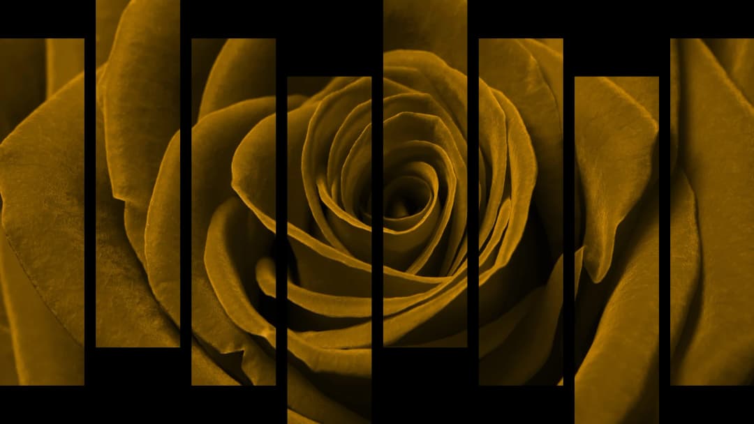 Gold Rose Macro – 8 Panels Hierarchy