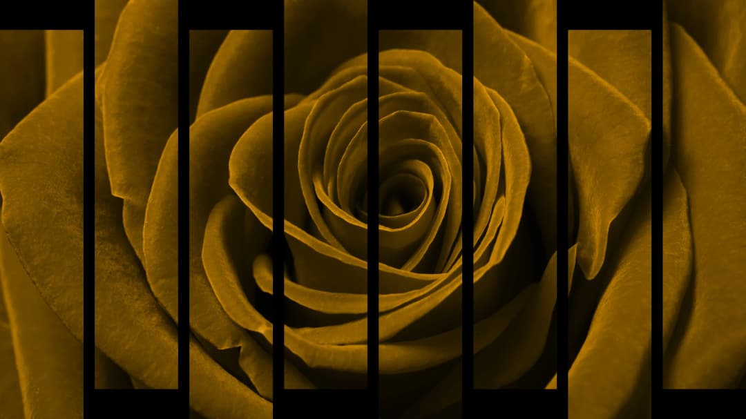 Gold Rose Macro – 8 Panels Up & Down