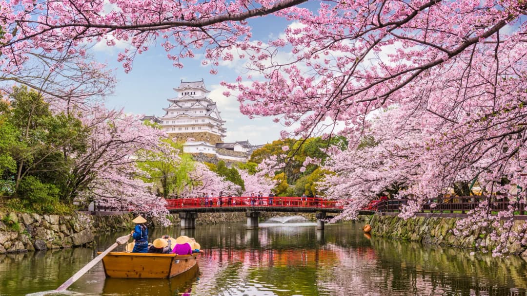 Japanese Cherry Blossom Castle