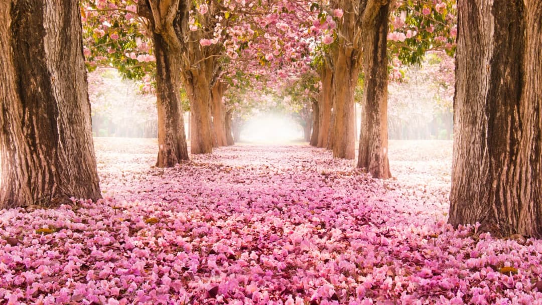 Pink Blossom Path