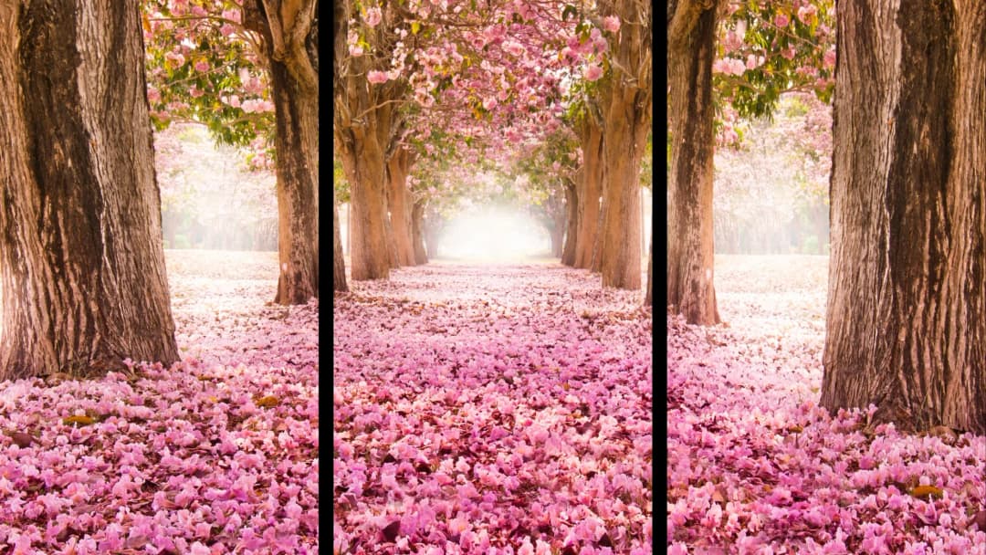 Pink Blossom Path – 3 Panels