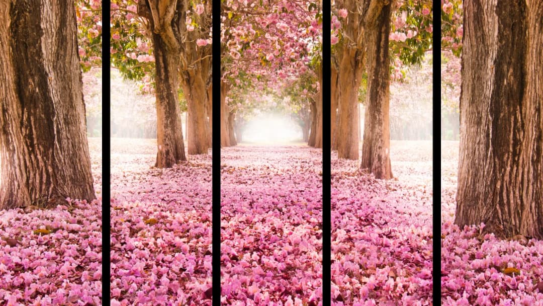 Pink Blossom Path – 5 Panels Straight