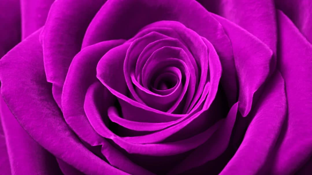 Pink Rose Macro