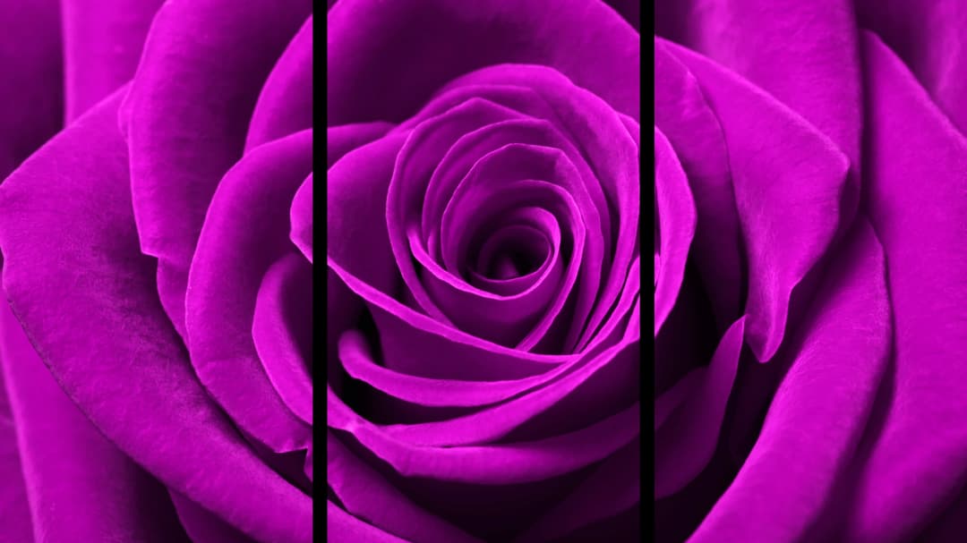 Pink Rose Macro – 3 Panels