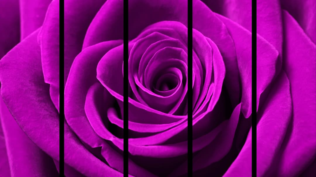 Pink Rose Macro – 5 Panels Straight