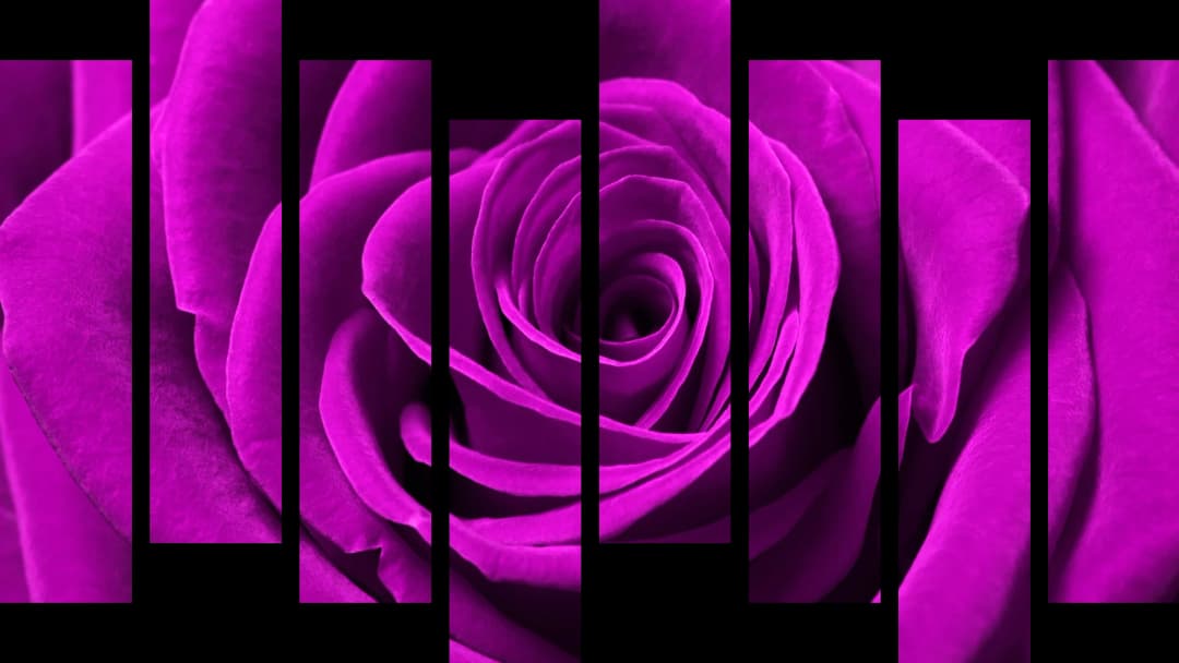 Pink Rose Macro – 8 Panels Hierarchy