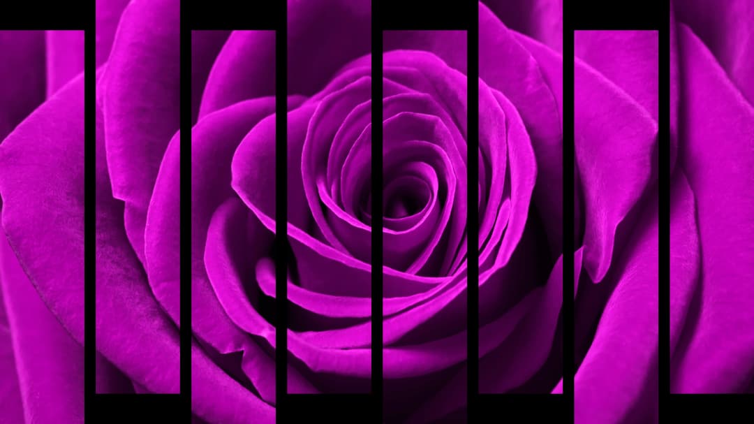 Pink Rose Macro – 8 Panels Up & Down