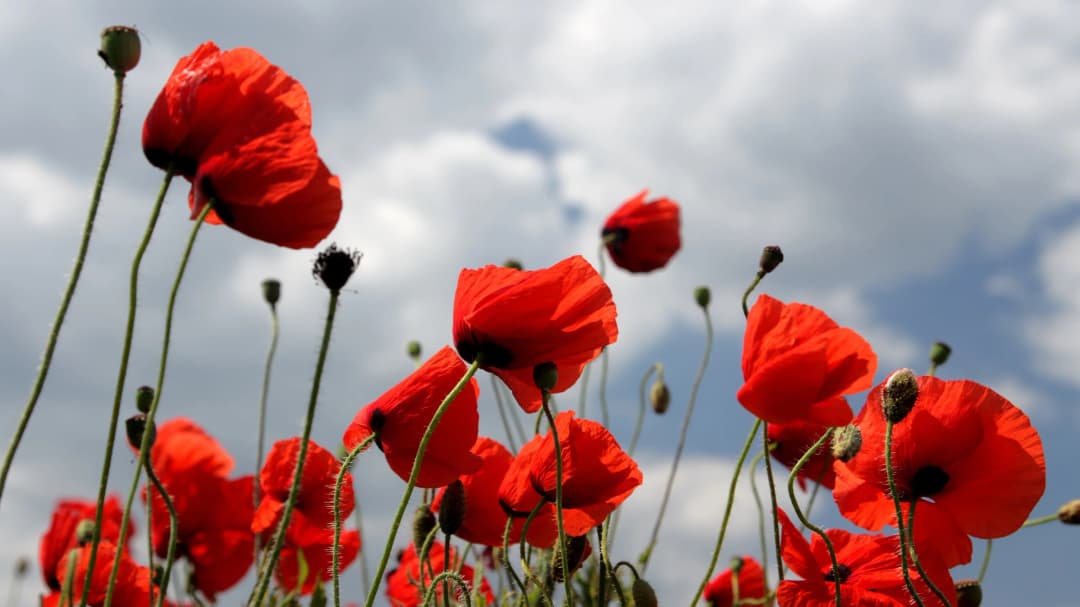 Red Poppies Sky
