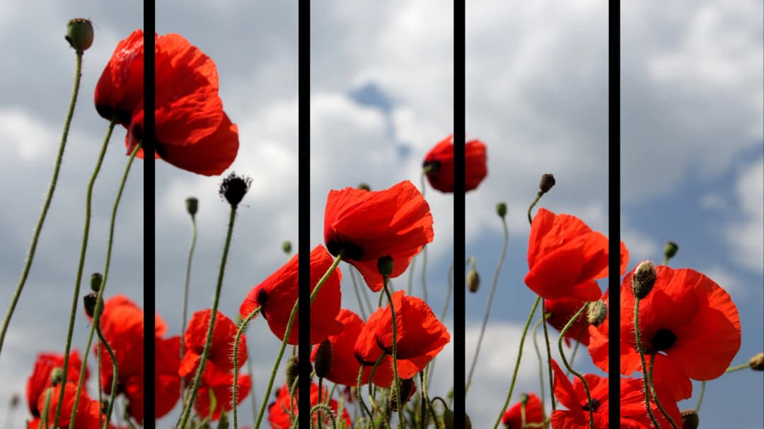 Red Poppies Sky – 5 Panels Straight