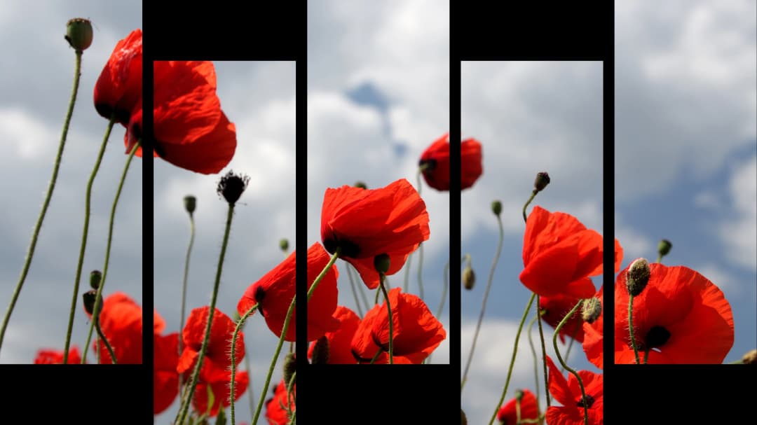 Red Poppies Sky – 5 Panels Up & Down