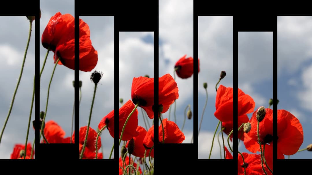 Red Poppies Sky – 8 Panels Hierarchy