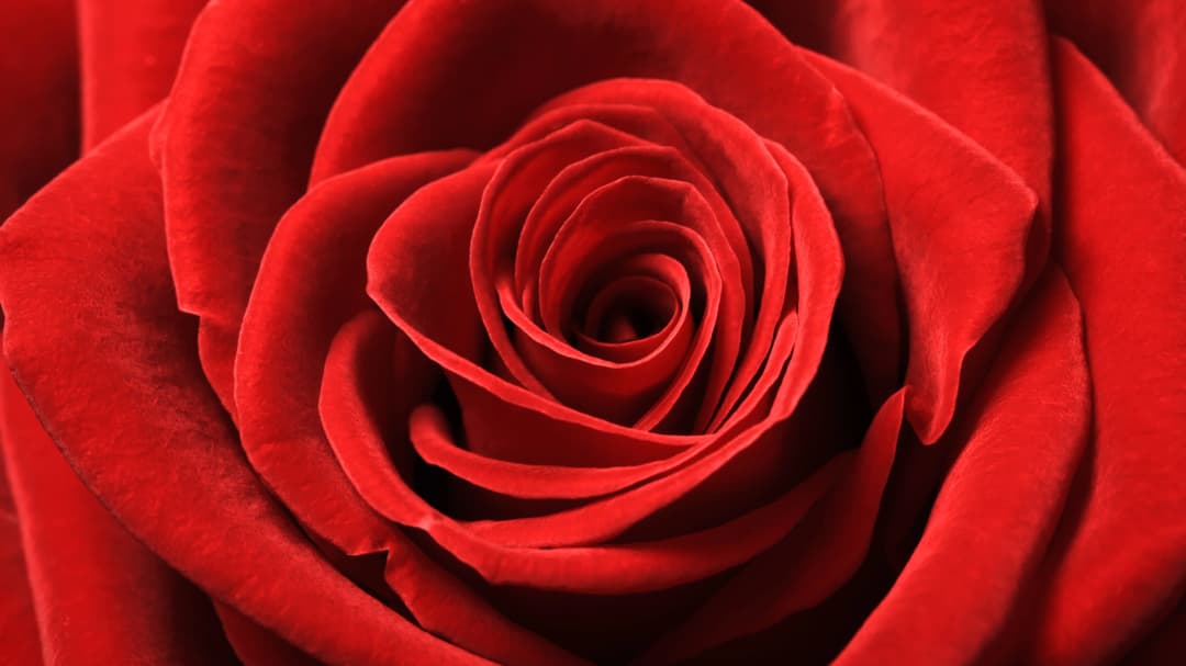 Red Rose Macro