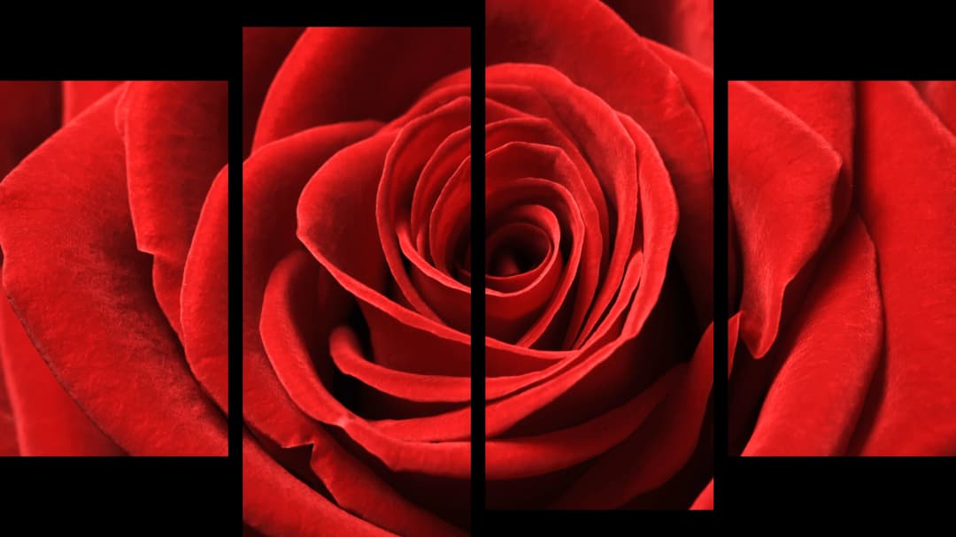 Red Rose Macro – 4 Panels