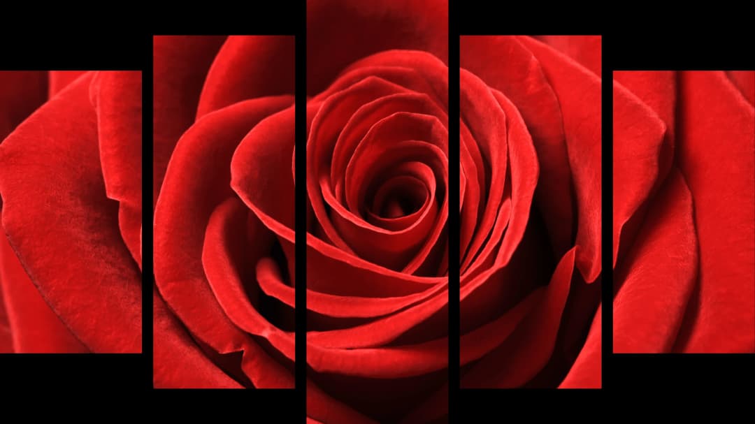 Red Rose Macro – 5 Panels Hierarchy