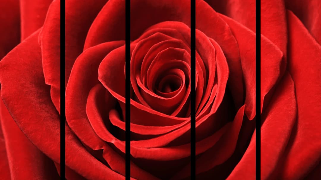Red Rose Macro – 5 Panels Straight