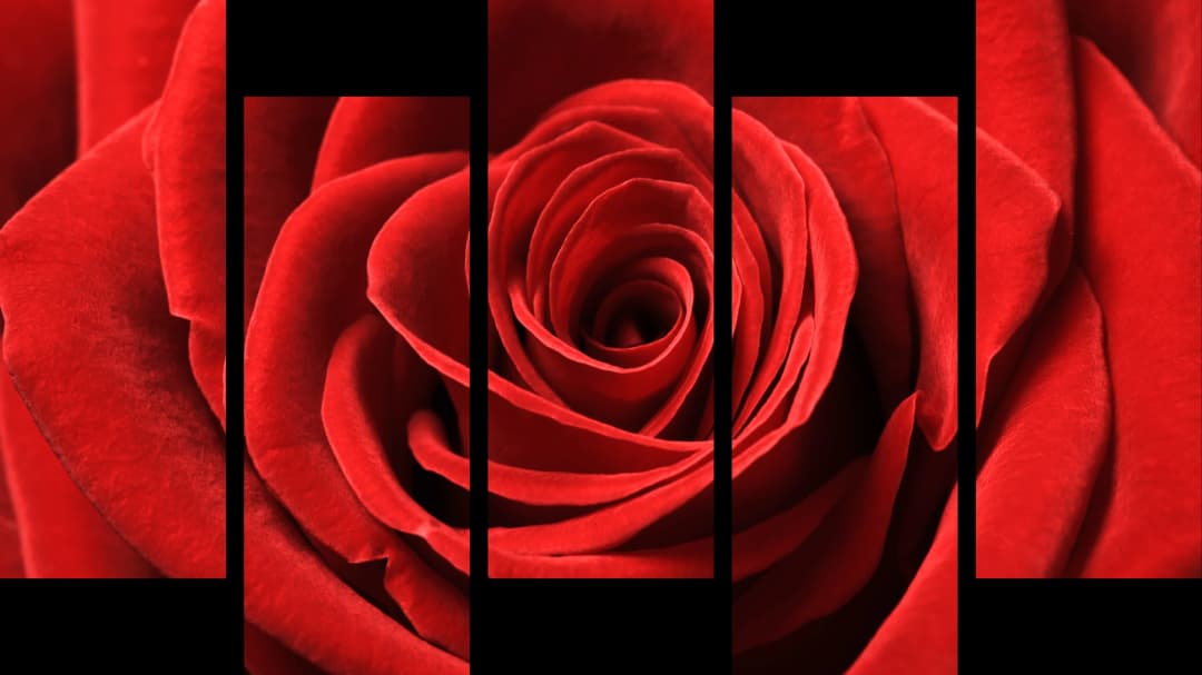 Red Rose Macro – 5 Panels Up & Down