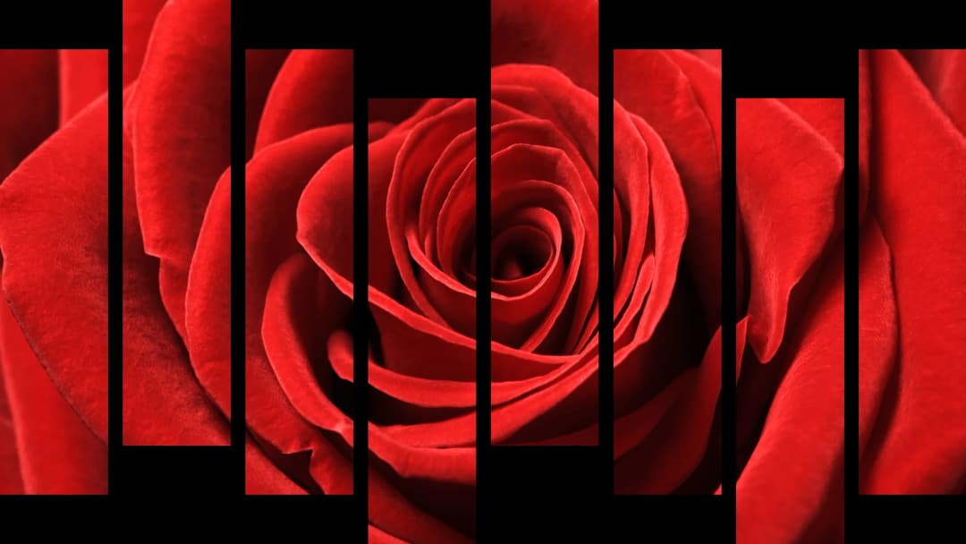 Red Rose Macro – 8 Panels Hierarchy