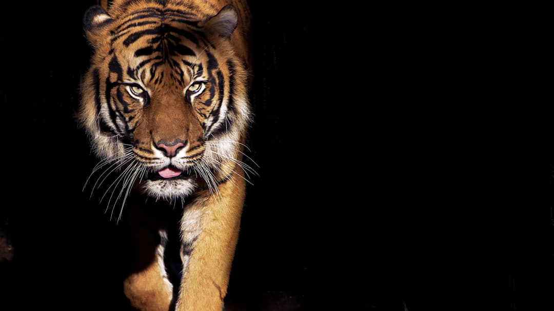 Stalking Bengal Tiger