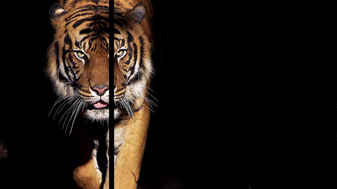Stalking Bengal Tiger – 3 Panels