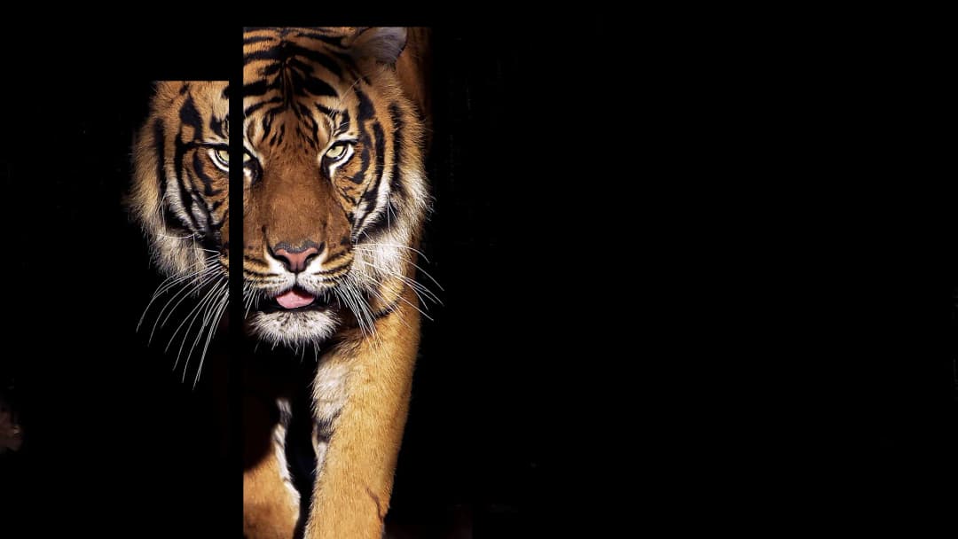 Stalking Bengal Tiger – 4 Panels