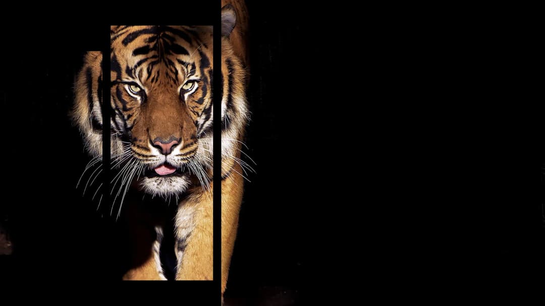 Stalking Bengal Tiger – 5 Panels Hierarchy