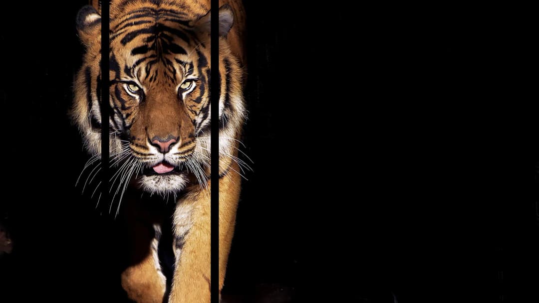 Stalking Bengal Tiger – 5 Panels Straight