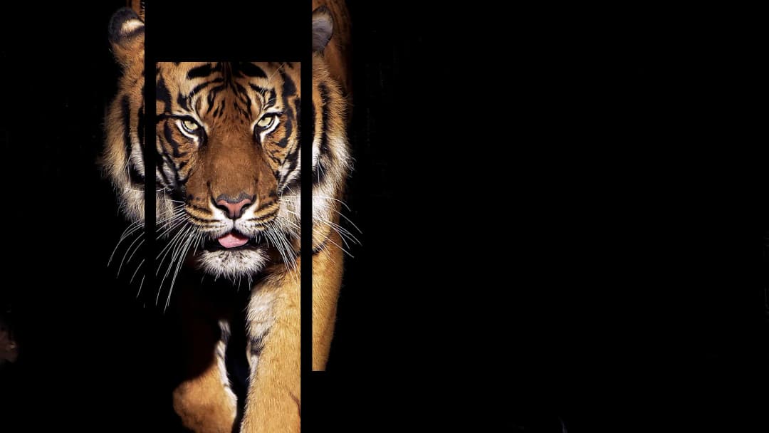 Stalking Bengal Tiger – 5 Panels Up & Down