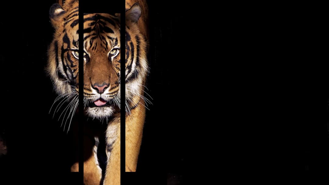 Stalking Bengal Tiger – 8 Panels Up & Down