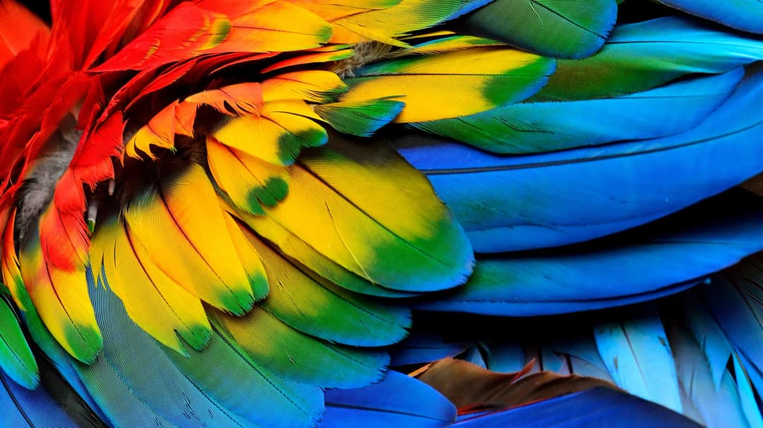 Vibrant Macaw Feathers