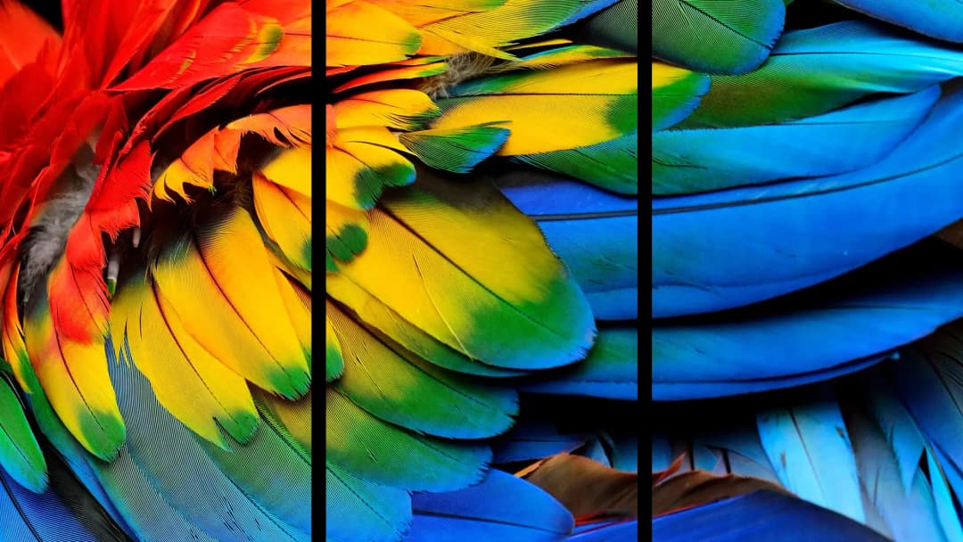 Vibrant Macaw Feathers – 3 Panels