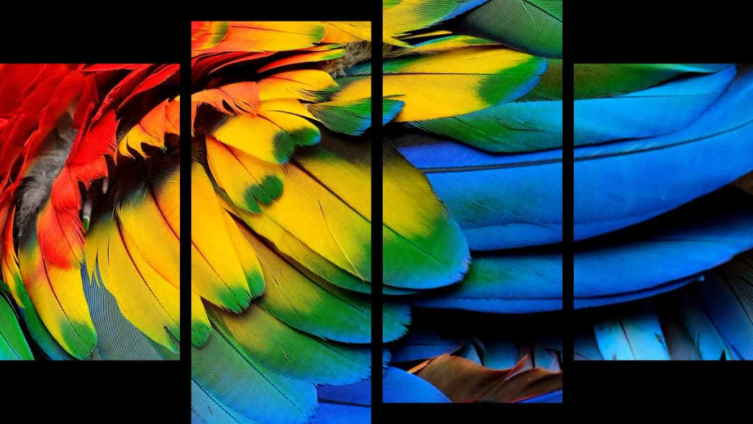 Vibrant Macaw Feathers – 4 Panels