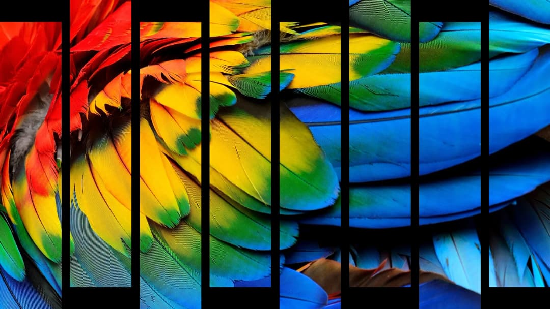 Vibrant Macaw Feathers – 8 Panels Up & Down