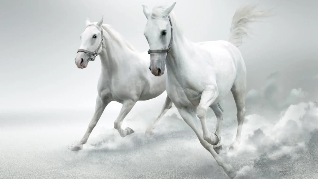 White Arabian Horses