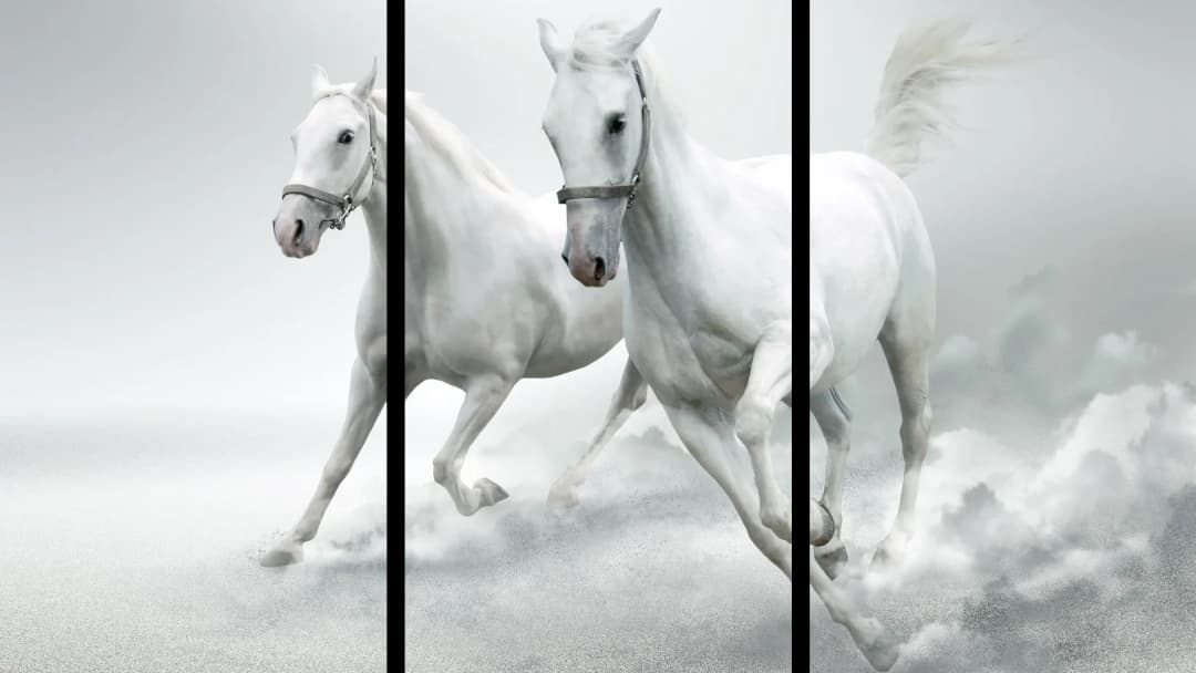 White Arabian Horses – 3 Panels