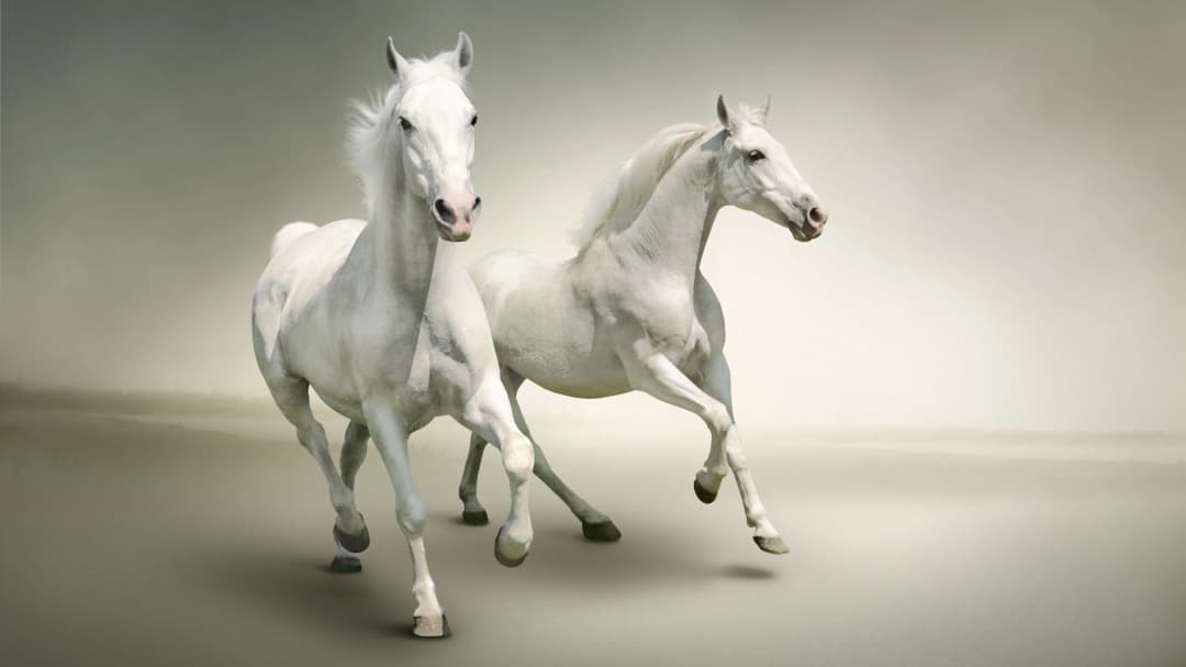 White Horses in Mist