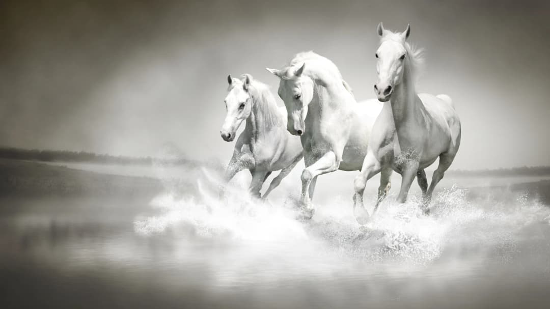 White Horses in Water