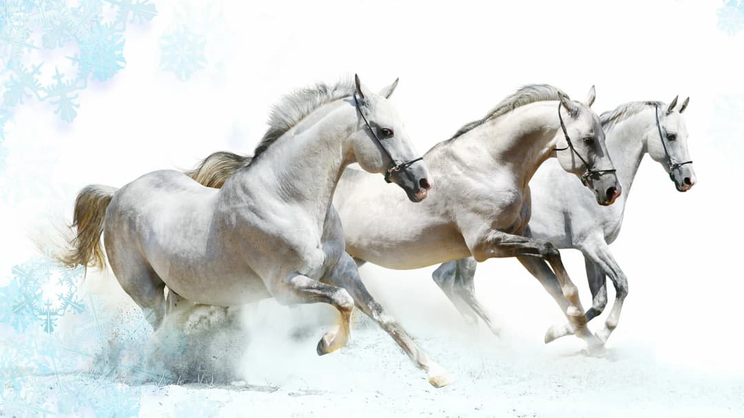 White Horses Winter