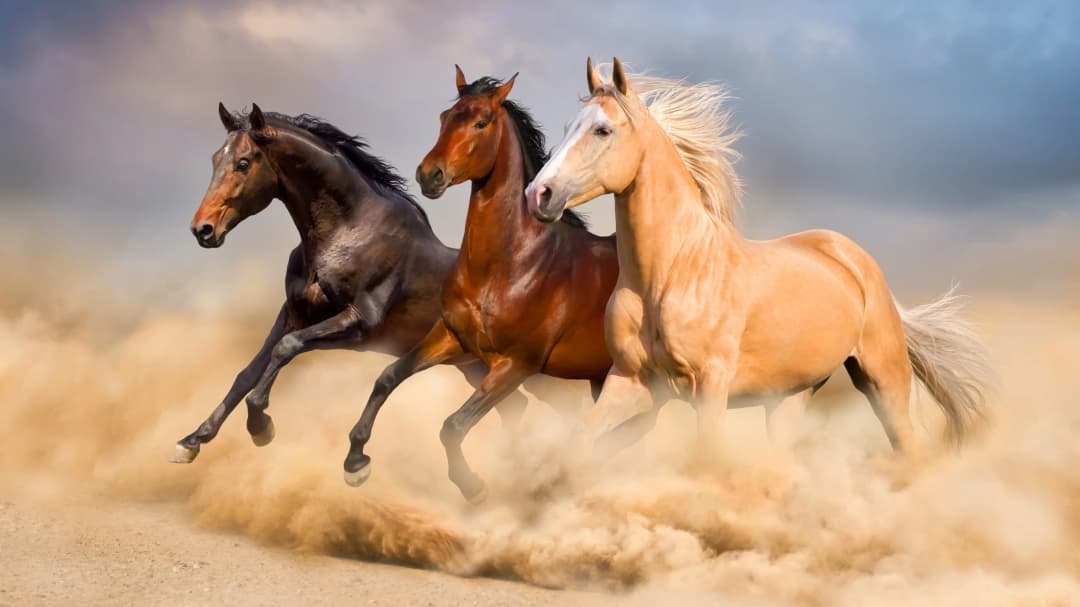 Wild Desert Horses
