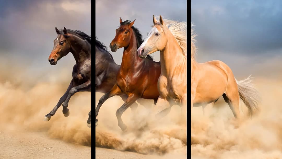 Wild Desert Horses – 3 Panels